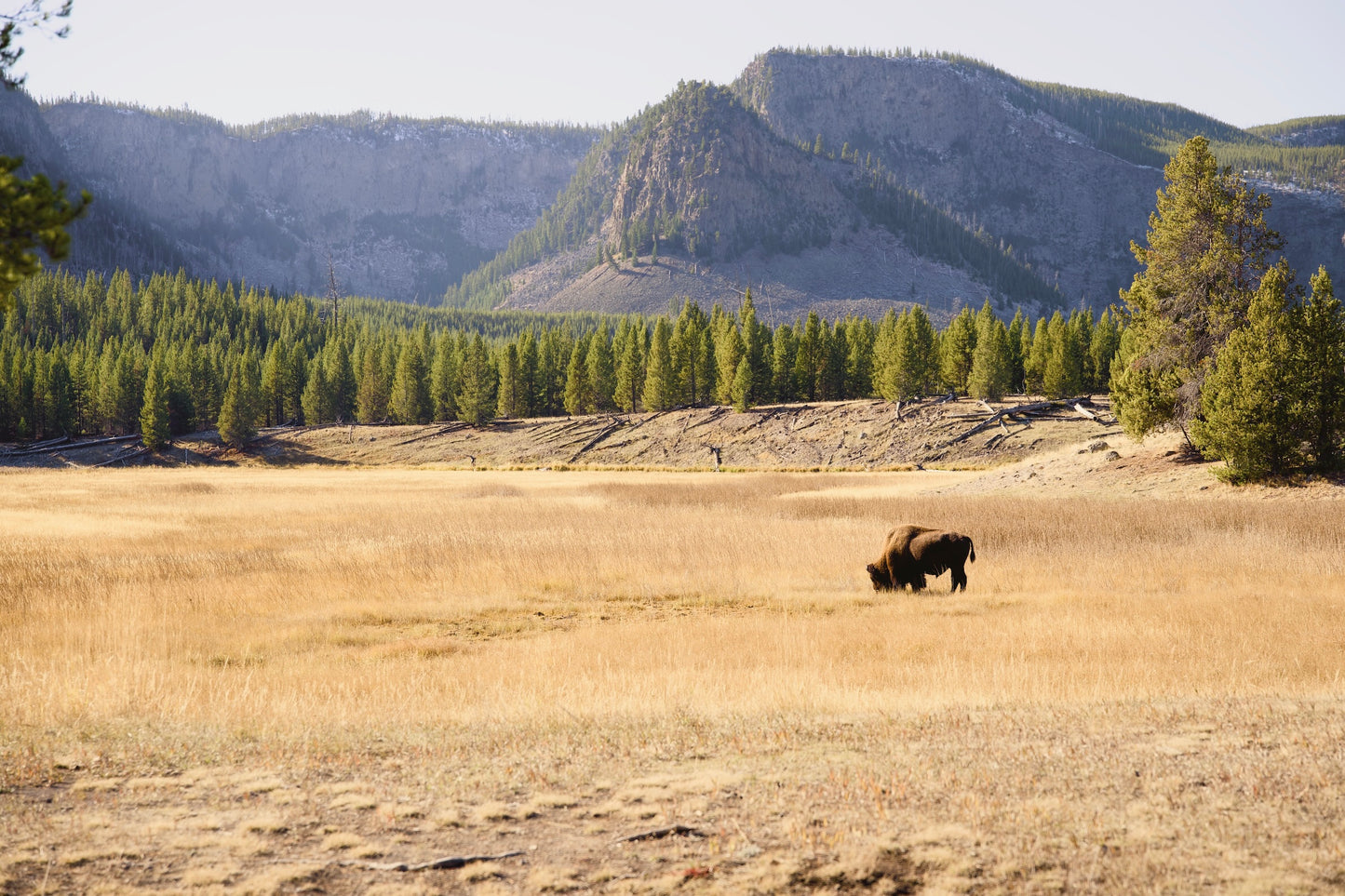 Bison at Yellowstone (Poster)