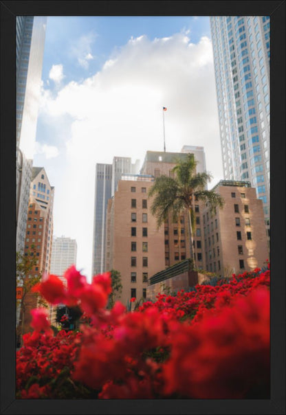 L.A. Roses (Framed)